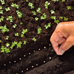 پک بذر بهاره مخصوص استان های گرمسیر